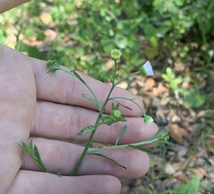 Erigeron strigosus strigosus