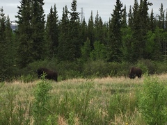 Bison bison athabascae