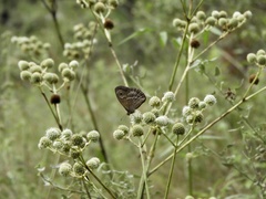 Pampasatyrus gyrtone