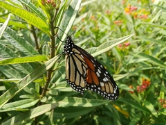 Danaus plexippus