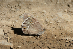 Hipparchia parisatis