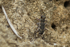 Neocicindela tuberculata