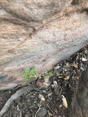 Galium cliftonsmithii