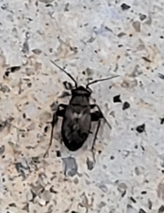 Spanagonicus albofasciatus