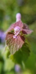 Lamium purpureum