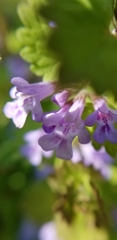 Glechoma hederacea