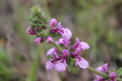 Stachys grandidentata