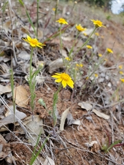 Pseudobahia heermannii