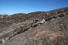 Anthacanthae