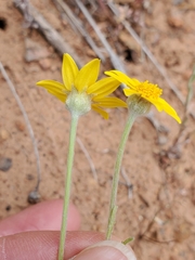 Pseudobahia heermannii