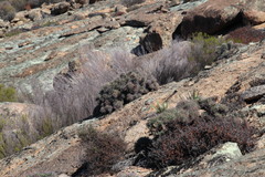 Anthacanthae