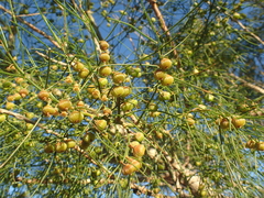 Gyrostemon ramulosus
