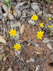 Pseudobahia heermannii