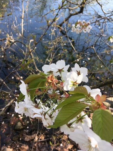 Prunus speciosa, photograph 5