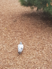 Columba livia