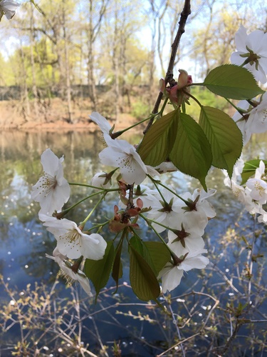 Prunus speciosa, photograph 6