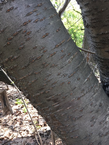 Image of Prunus speciosa by no rights reserved