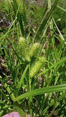 Carex frankii