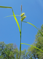 Carex frankii