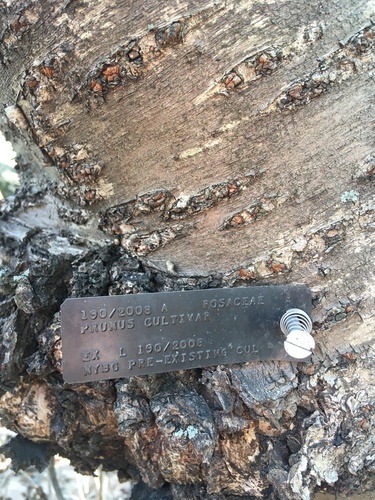 Image of Prunus speciosa by no rights reserved