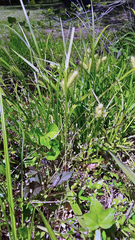 Carex frankii
