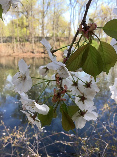 Image of Prunus speciosa by no rights reserved