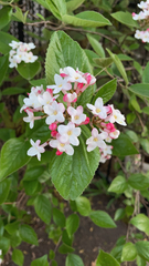 Viburnum carlesii