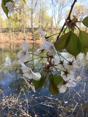 Prunus speciosa