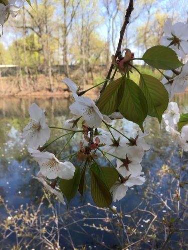 Prunus speciosa, photograph 3
