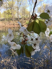 Prunus speciosa