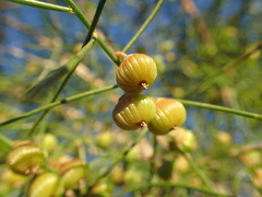 Gyrostemon ramulosus