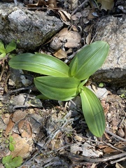 Piperia