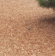 Passer domesticus