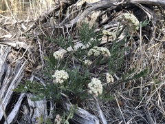 Lomatium nevadense