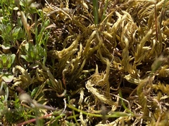 Homalothecium arenarium