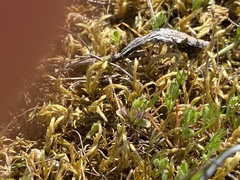 Homalothecium arenarium