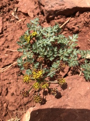 Cymopterus purpureus