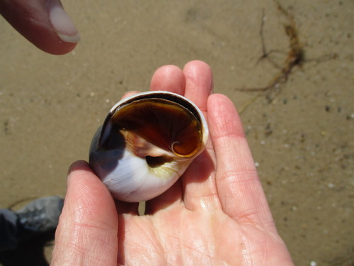 Northern Moonsnail