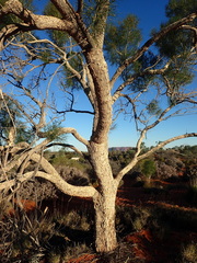 Gyrostemon ramulosus