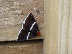 Buzara frontinus