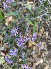 Ceanothus foliosus