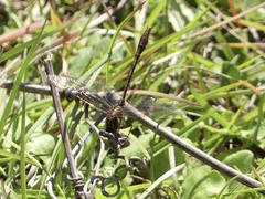 Phanogomphus minutus