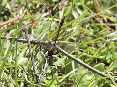 Phanogomphus minutus