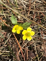 Ranunculus glaberrimus ellipticus