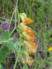 Lathyrus sulphureus