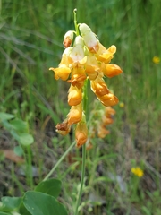 Lathyrus sulphureus