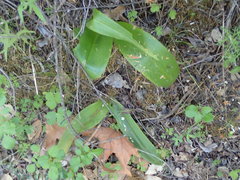 Platanthera elongata