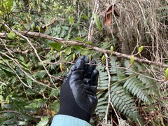 Terminalia tetraphylla