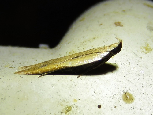 Soybean Webworm Moth
