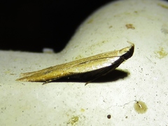 Mesophleps adustipennis